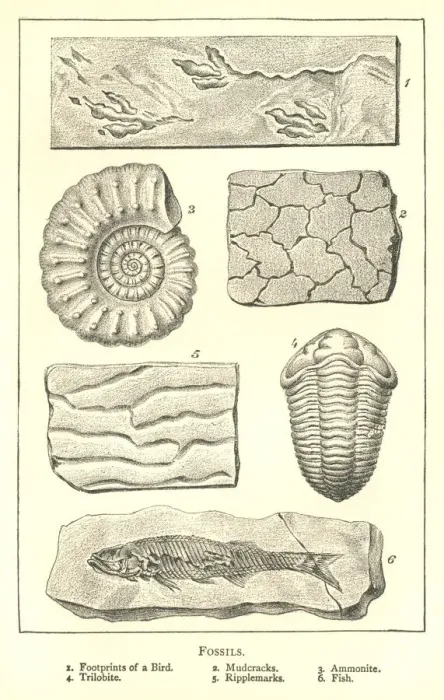Framed Print : Nineteenth century engraving of various fossils Framed Print : Nineteenth century engraving of various fossils