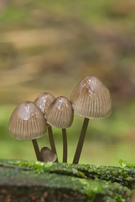 Framed Print : Nitrate Bonnets (Mycena stipata) Framed Print : Nitrate Bonnets (Mycena stipata)