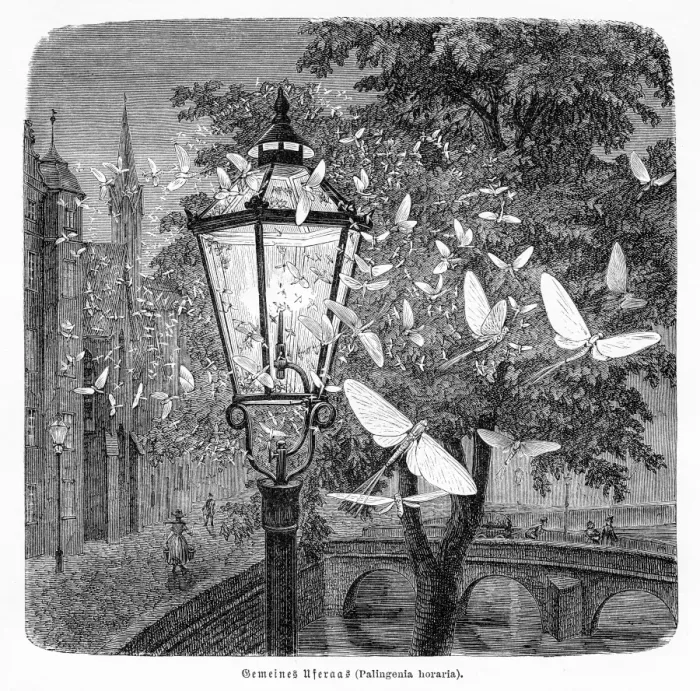 Framed Print : Nocturnal insects engraving 1884 Framed Print : Nocturnal insects engraving 1884