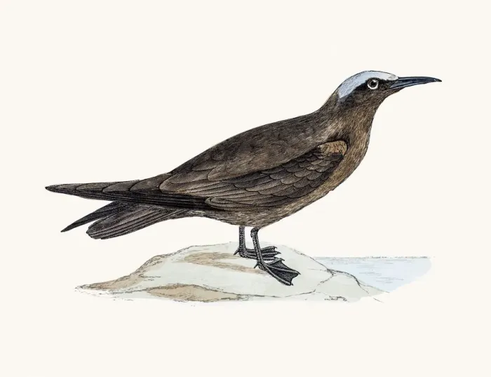 Framed Print : Noddy tern bird