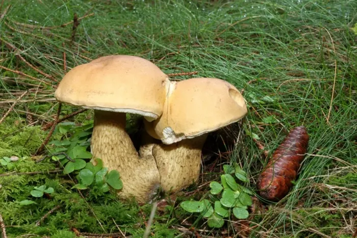Framed Print : Non-edible False Bolete Mushroom -Tylopilus felleus-, Allgaeu, Bavaria, Germany, Europe Framed Print : Non-edible False Bolete Mushroom -Tylopilus felleus-, Allgaeu, Bavaria, Germany, Europe