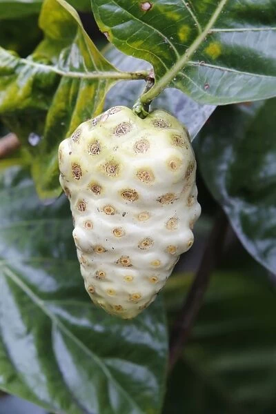 Noni, Indian Mulberry or Great Morinda -Morinda citrifolia-, fruit, Big Island, Hawaii, USA