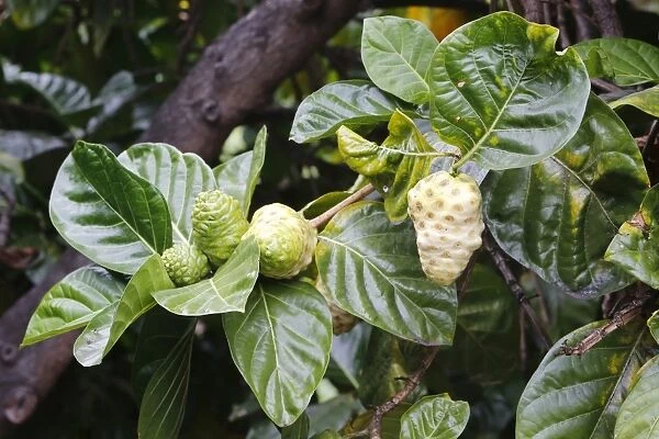 Noni, Indian Mulberry or Great Morinda -Morinda citrifolia-, fruits, Big Island, Hawaii, USA