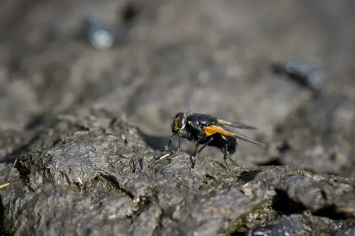 Framed Print : Noon fly -Mesembrina meridiana- perched on cow pat, Grawa Alm alp, Stubaital valley, Tyrol, Austria, Europe Framed Print : Noon fly -Mesembrina meridiana- perched on cow pat, Grawa Alm alp, Stubaital valley, Tyrol, Austria, Europe