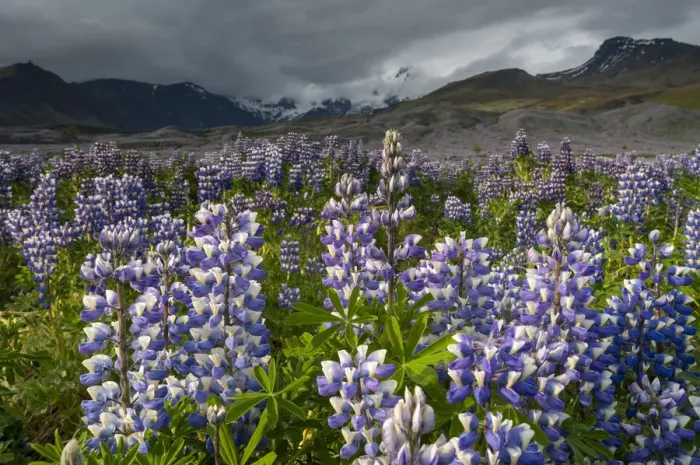 Framed Print : Nootka lupine -Lupinus nootkatensis-, Myrdalsjoekull glacier, South Coast, Iceland, Europe Framed Print : Nootka lupine -Lupinus nootkatensis-, Myrdalsjoekull glacier, South Coast, Iceland, Europe