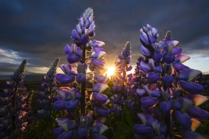 Framed Print : Nootka lupins -Lupinus nootkatensis-, Iceland, Europe Framed Print : Nootka lupins -Lupinus nootkatensis-, Iceland, Europe