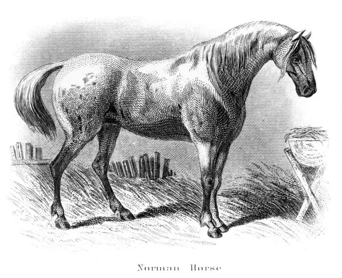 Framed Print : Norman horse engraving 1873 Framed Print : Norman horse engraving 1873