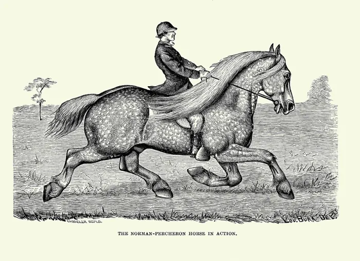 Framed Print : The Norman-Percheron Horse in Action Framed Print : The Norman-Percheron Horse in Action