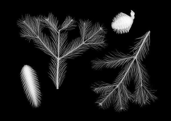 Normandy fir cones and pine twigs, X-ray