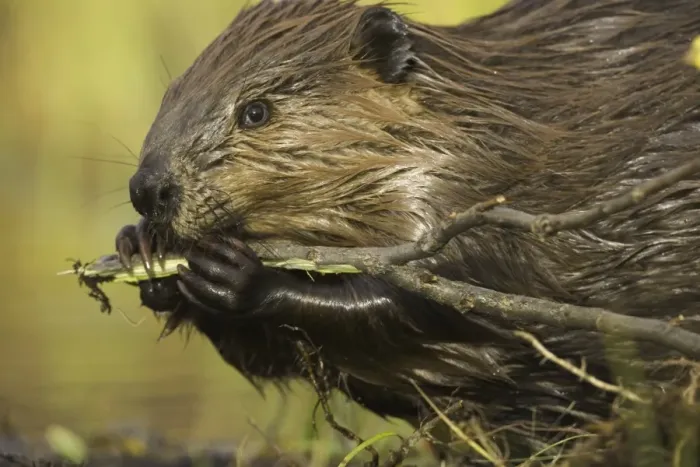 Framed Print : North American beaver (Castor canadensis) gnawing on poplar branch Framed Print : North American beaver (Castor canadensis) gnawing on poplar branch