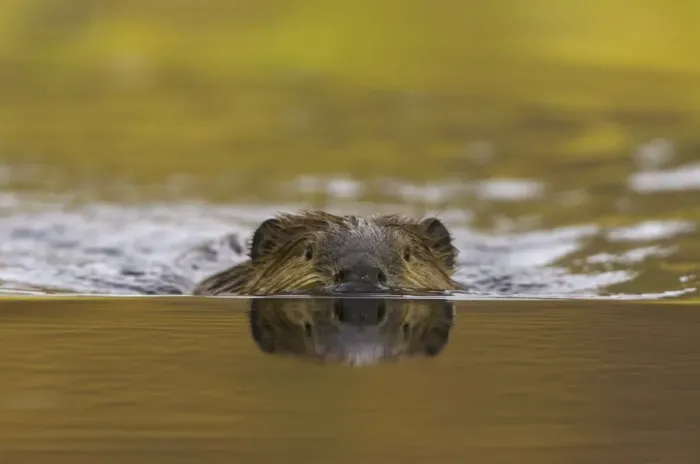 Framed Print : North American beaver (Castor canadensis) in pond Framed Print : North American beaver (Castor canadensis) in pond