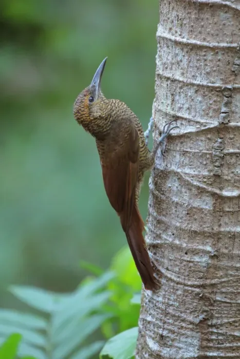 Framed Print : Northern barred Woodcreeper Framed Print : Northern barred Woodcreeper