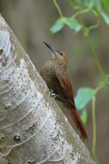 Framed Print : Northern barred Woodcreeper Framed Print : Northern barred Woodcreeper