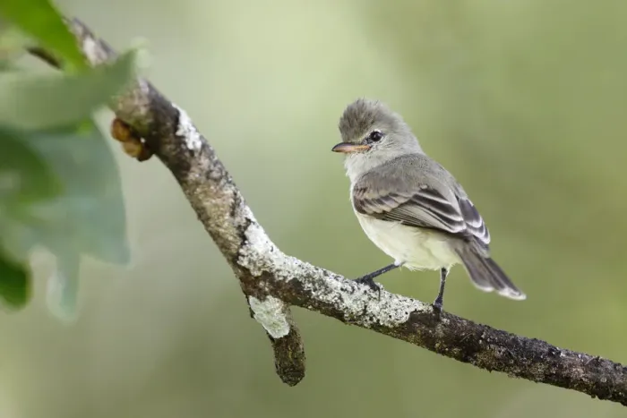 Framed Print : Northern Bearless Tyrannulet (Camptostoma imberbe) Framed Print : Northern Bearless Tyrannulet (Camptostoma imberbe)