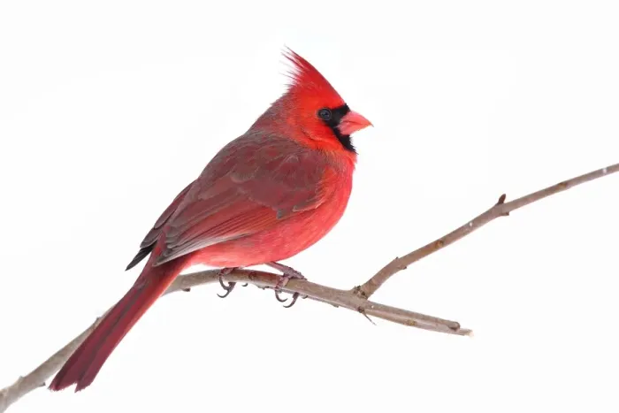Framed Print : Northern Cardinal Framed Print : Northern Cardinal