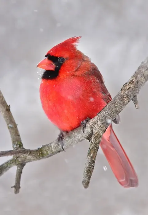 Framed Print : Northern Cardinal Framed Print : Northern Cardinal
