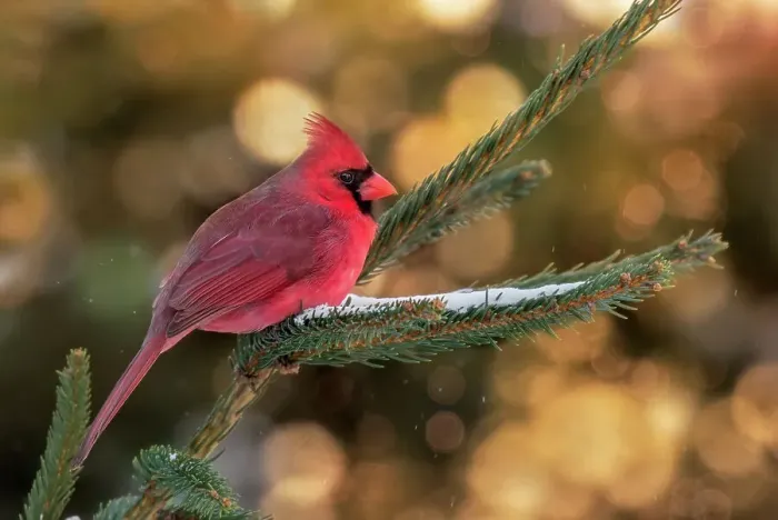 Framed Print : Northern Cardinal ( male ) in evening light