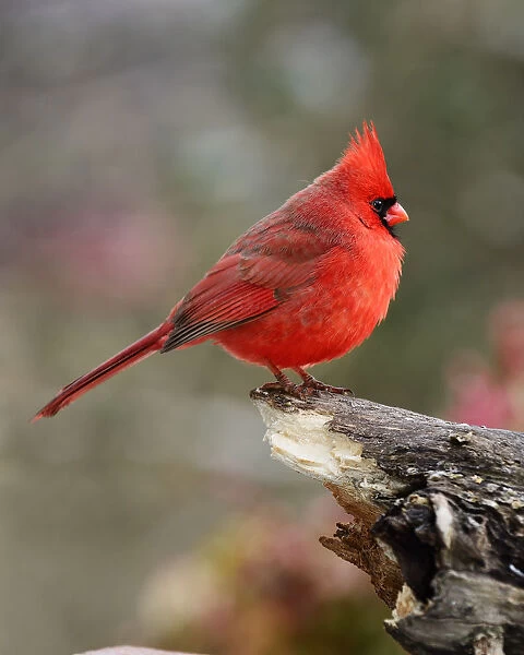 Northern Cardinal Perched on Log