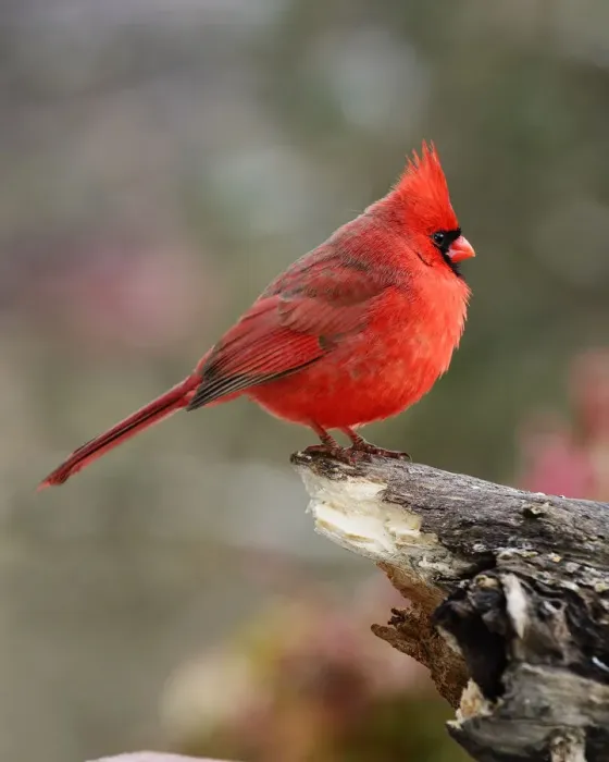 Framed Print : Northern Cardinal Perched on Log Framed Print : Northern Cardinal Perched on Log