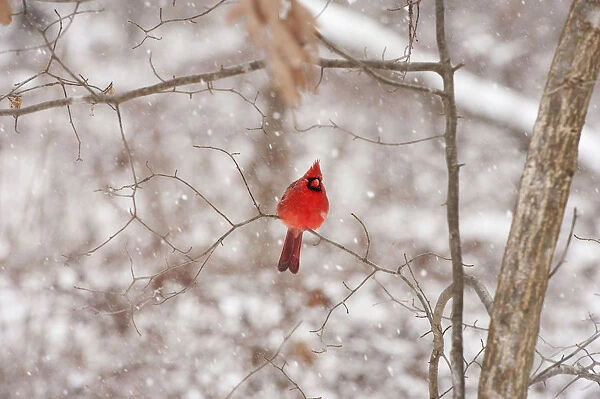 Northern cardinal in snow storm
