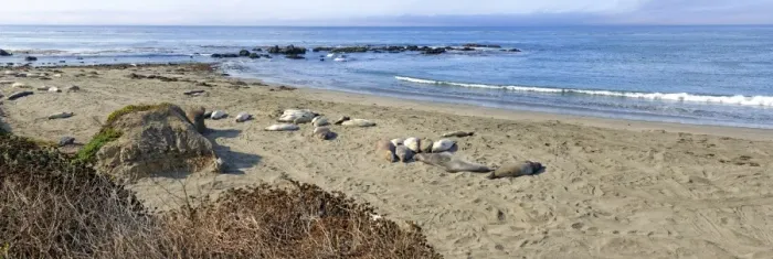 Framed Print : Northern elephant seals -Mirounga angustirostris- on beach, Pacific Coast, Piedras Blancas, California, United States Framed Print : Northern elephant seals -Mirounga angustirostris- on beach, Pacific Coast, Piedras Blancas, California, United States