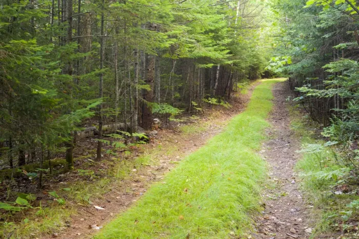 Framed Print : Northern forest, International Appalachian Trail, Baxter State Park, Maine, USA