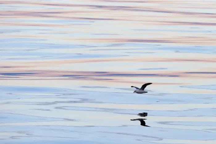 Framed Print : Northern Fulmar -Fulmaris glacialis- in flight, clouds and an evening sky reflected in the sea, Greenland Framed Print : Northern Fulmar -Fulmaris glacialis- in flight, clouds and an evening sky reflected in the sea, Greenland