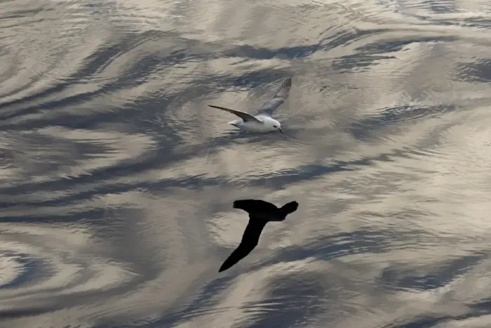 Framed Print : Northern Fulmar -Fulmaris glacialis- in flight, clouds and an evening sky reflected in the sea, Greenland Framed Print : Northern Fulmar -Fulmaris glacialis- in flight, clouds and an evening sky reflected in the sea, Greenland