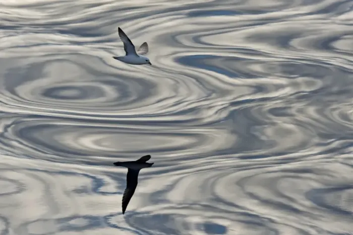 Framed Print : Northern Fulmar -Fulmaris glacialis- in flight, clouds and an evening sky reflected in the sea, Greenland Framed Print : Northern Fulmar -Fulmaris glacialis- in flight, clouds and an evening sky reflected in the sea, Greenland