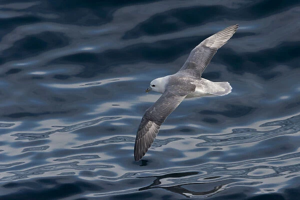 Northern Fulmar -Fulmaris glacialis- in flight, clouds are reflected in the sea, Greenland