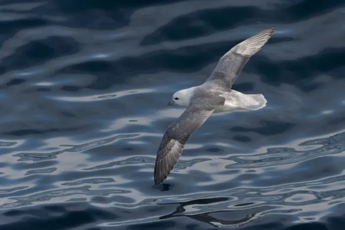 Framed Print : Northern Fulmar -Fulmaris glacialis- in flight, clouds are reflected in the sea, Greenland Framed Print : Northern Fulmar -Fulmaris glacialis- in flight, clouds are reflected in the sea, Greenland
