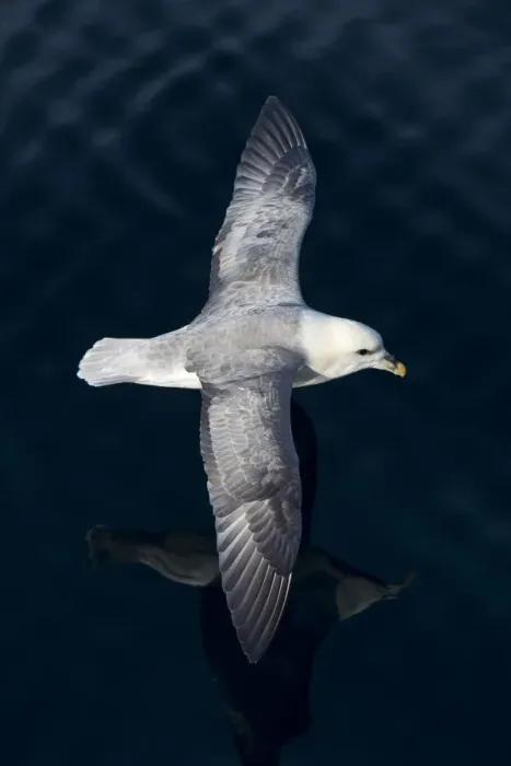 Framed Print : Northern Fulmar -Fulmaris glacialis- in flight, Greenland Framed Print : Northern Fulmar -Fulmaris glacialis- in flight, Greenland