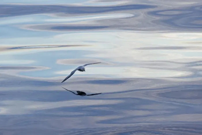 Framed Print : Northern Fulmar -Fulmaris glacialis- in flight, clouds and an evening sky reflected in the sea, Greenland Framed Print : Northern Fulmar -Fulmaris glacialis- in flight, clouds and an evening sky reflected in the sea, Greenland