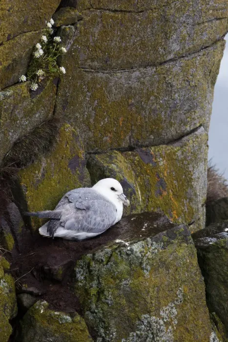 Framed Print : Northern Fulmar -Fulmarus glacialis-, Latrabjarg Peninsula, West Fjords, Iceland, Europe