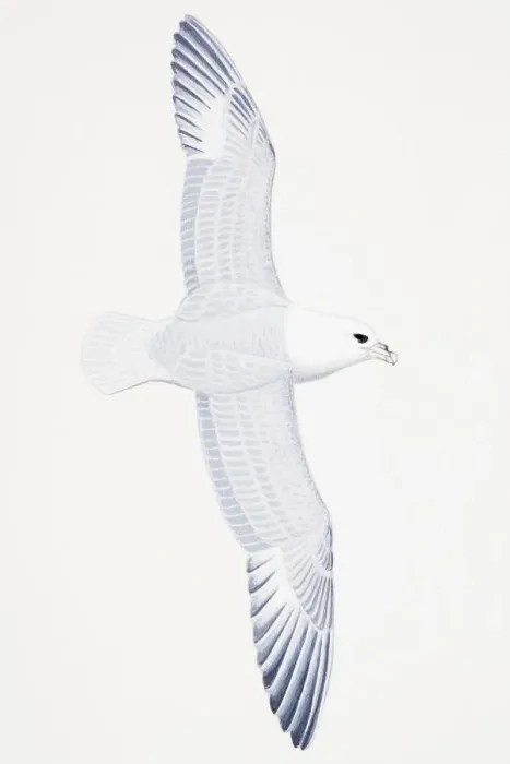 Framed Print : Northern Fulmar (Fulmarus glacialis), adult