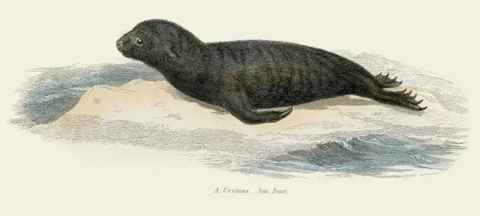 Framed Print : Northern fur seal illustration 1803 Framed Print : Northern fur seal illustration 1803
