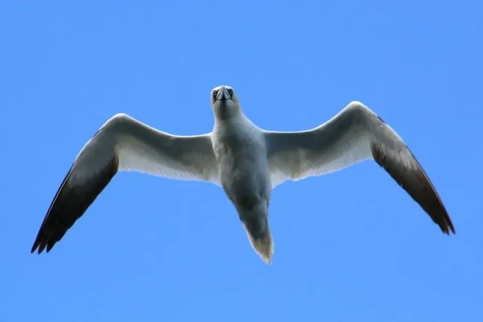 Framed Print : Northern gannet in flight Framed Print : Northern gannet in flight