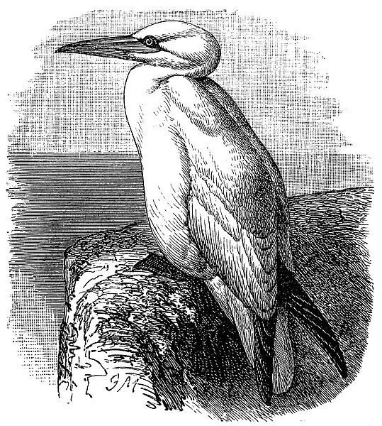 Northern gannet (Morus bassanus)