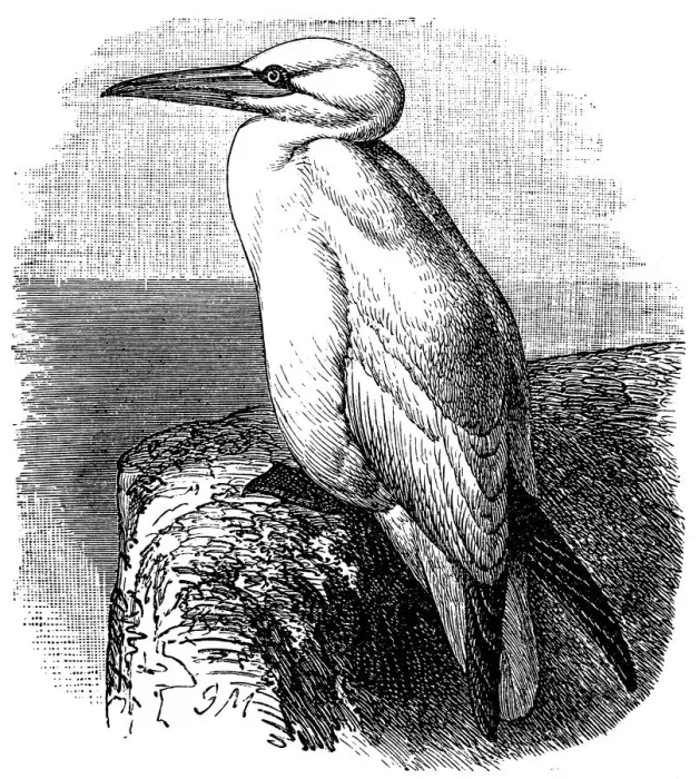 Framed Print : Northern gannet (Morus bassanus)