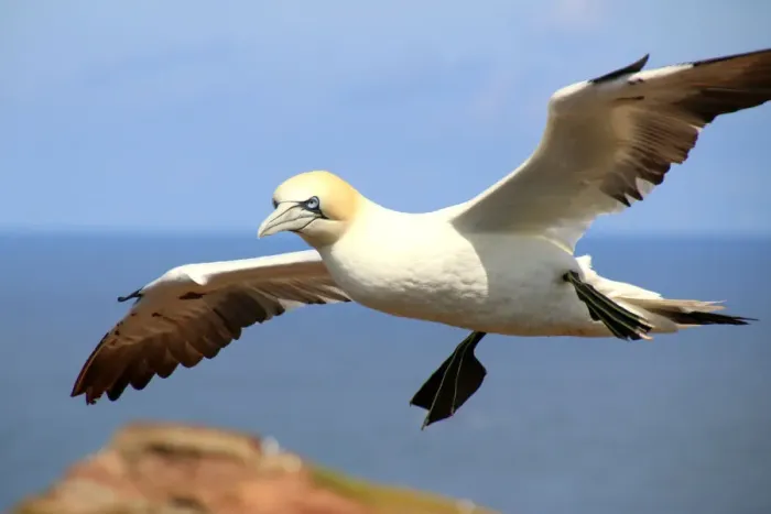 Framed Print : Northern gannet (morus bassanus) in flight Framed Print : Northern gannet (morus bassanus) in flight