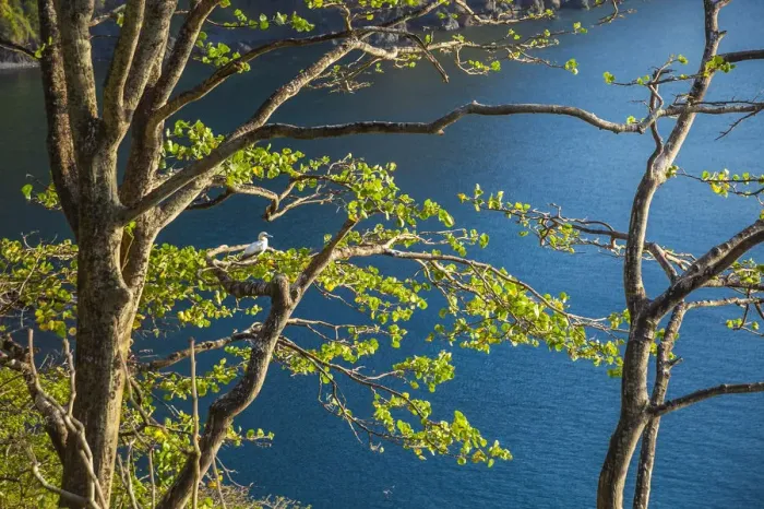 Framed Print : The northern gannet on the tree Framed Print : The northern gannet on the tree
