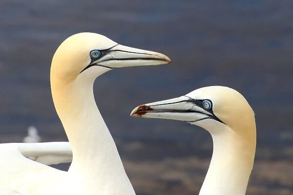 Two Northern Gannets on Helgoland, Germany
