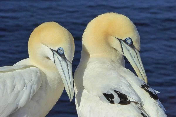 Northern gannets on Helgoland, Germany