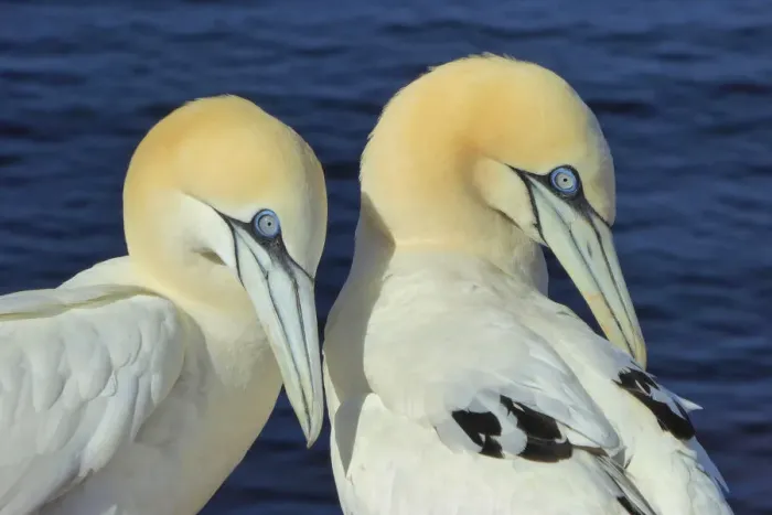 Framed Print : Northern gannets on Helgoland, Germany Framed Print : Northern gannets on Helgoland, Germany
