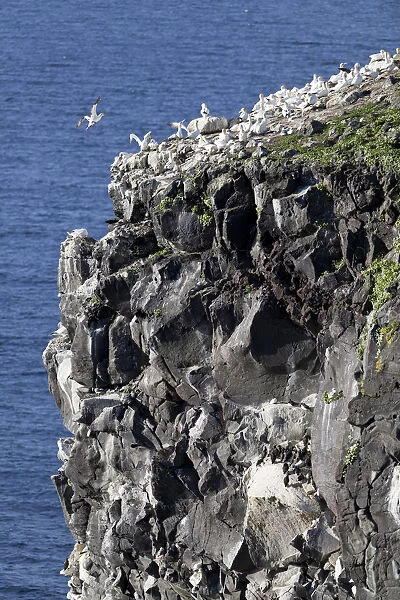 Northern Gannets -Morus bassanus-, colony on a volcanic vent in the sea, Rauoinupur, Iceland, Europe