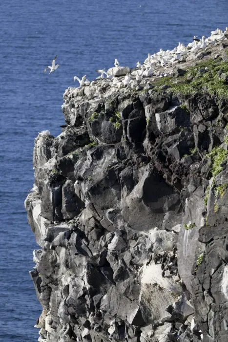 Framed Print : Northern Gannets -Morus bassanus-, colony on a volcanic vent in the sea, Rauoinupur, Iceland, Europe Framed Print : Northern Gannets -Morus bassanus-, colony on a volcanic vent in the sea, Rauoinupur, Iceland, Europe