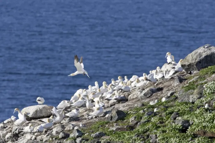 Framed Print : Northern Gannets -Morus bassanus-, colony on a volcanic vent in the sea, Rauoinupur, Iceland, Europe Framed Print : Northern Gannets -Morus bassanus-, colony on a volcanic vent in the sea, Rauoinupur, Iceland, Europe