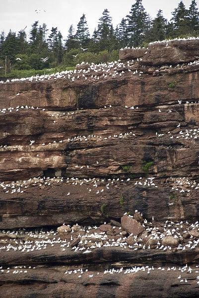 Northern Gannets (Morus Bassanus) On A Cliff