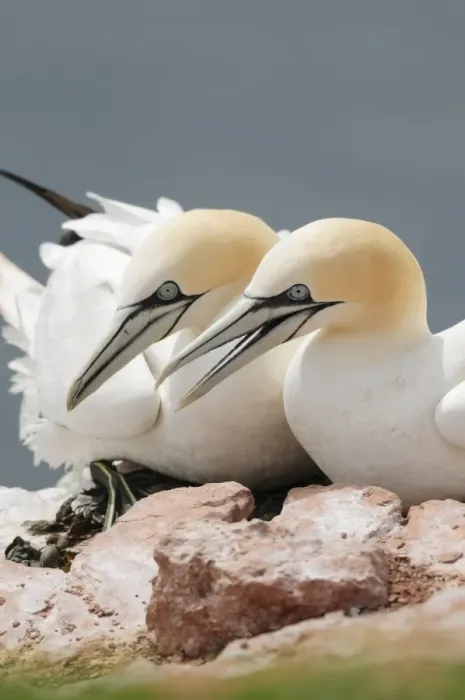 Framed Print : Two Northern Gannets -Morus bassanus- sitting on a rock, Heligoland, Schleswig-Holstein, Germany Framed Print : Two Northern Gannets -Morus bassanus- sitting on a rock, Heligoland, Schleswig-Holstein, Germany