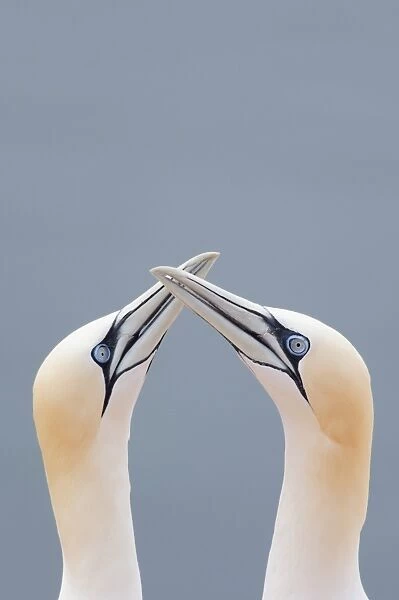 Two Northern Gannets -Morus bassanus- touching beaks to greet each other, Heligoland, Schleswig-Holstein, Germany